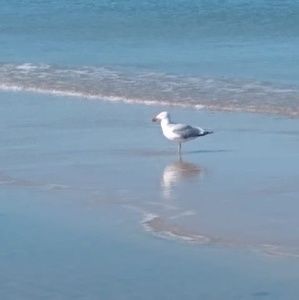 Meet your Posher, Sofia